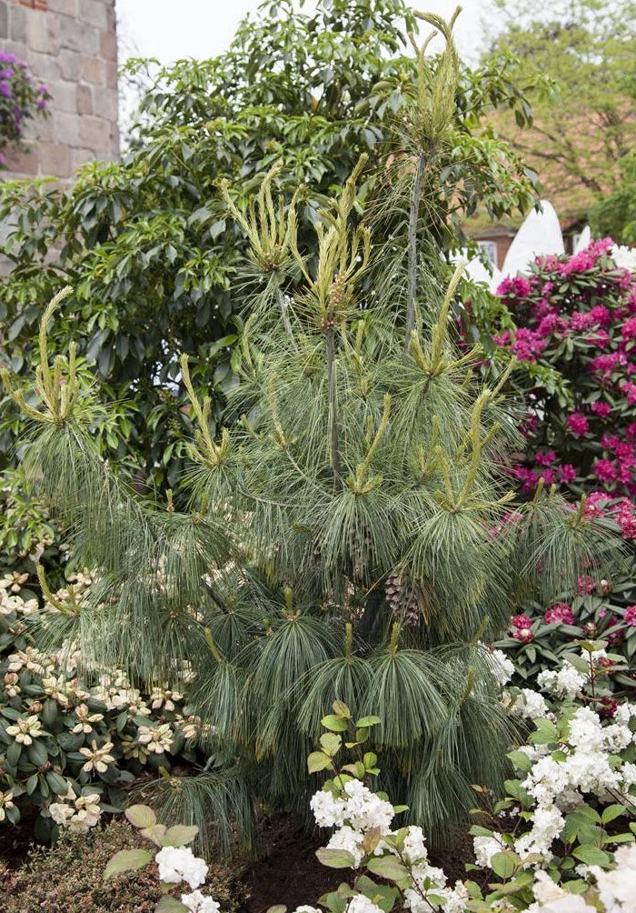 Pinus Schwerinii 'Wiethorst' - Kääpiö hybridimänty
