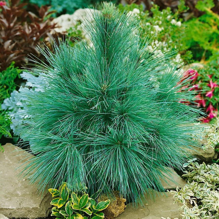 Pinus Schwerinii 'Wiethorst' - Kääpiö hybridimänty