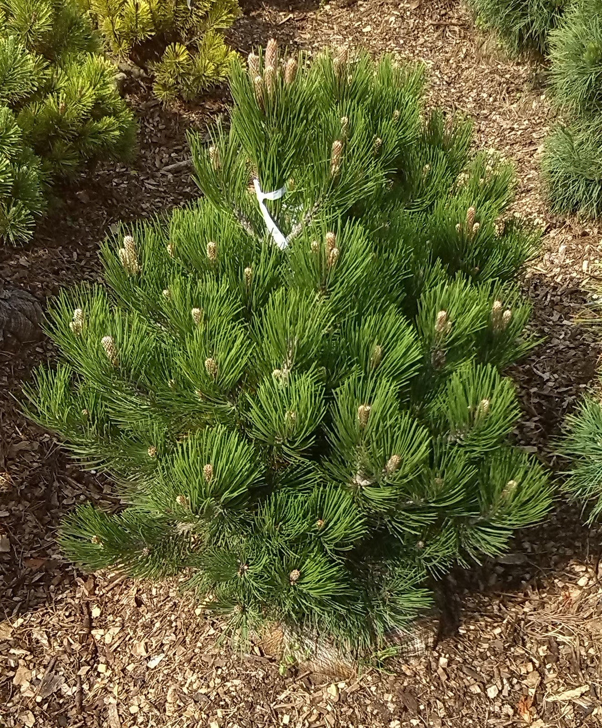 PINUS HELDREICHII (LEUCODERMIS) 'Satellit' - Serbianmänty