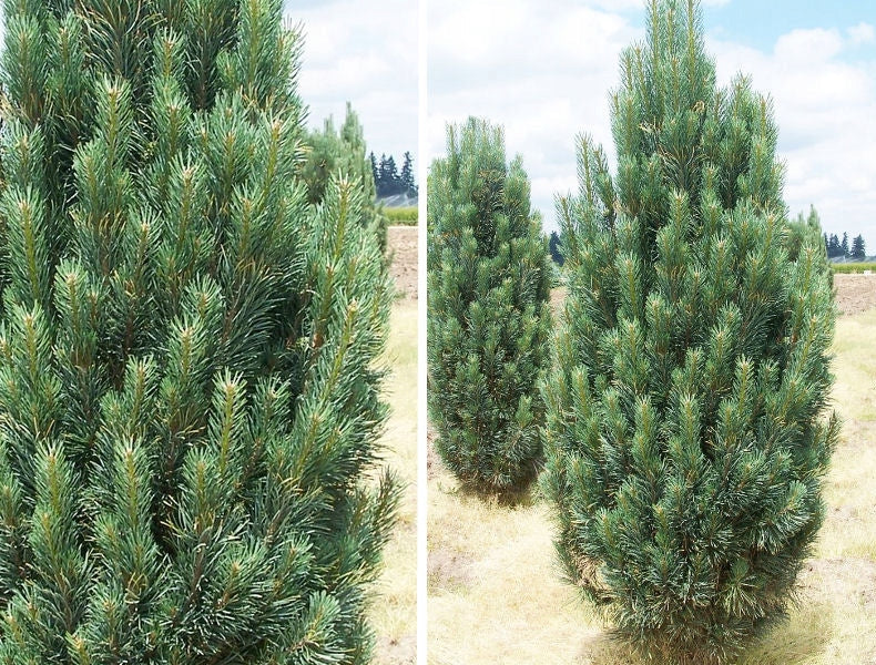Pinus nigra 'Fastigiata' - Euroopanmustamänty