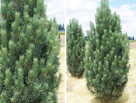 Pinus nigra 'Fastigiata' - Euroopanmustamänty