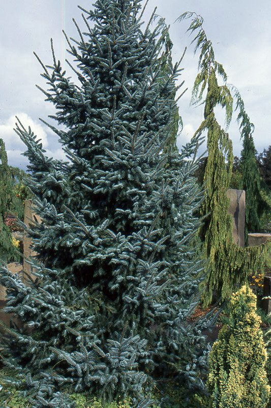 Picea Omorika 'Bruns' - Serbiankuusi