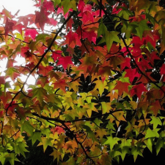 Liquidambar styraciflua - Lännenambrapuu