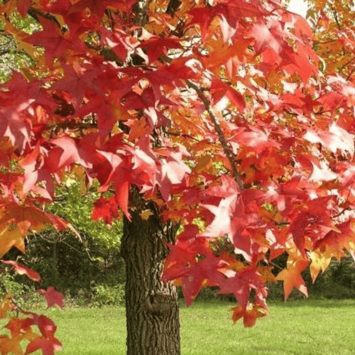 Liquidambar styraciflua - Lännenambrapuu