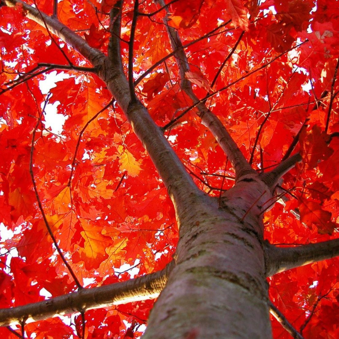 Quercus rubra - Rödek