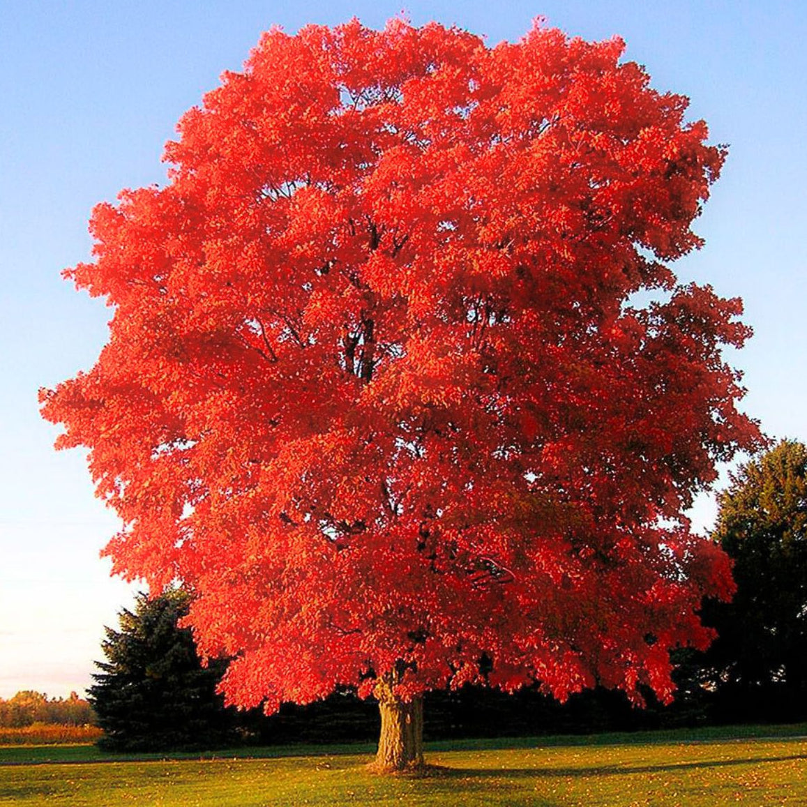 Quercus rubra - Rödek