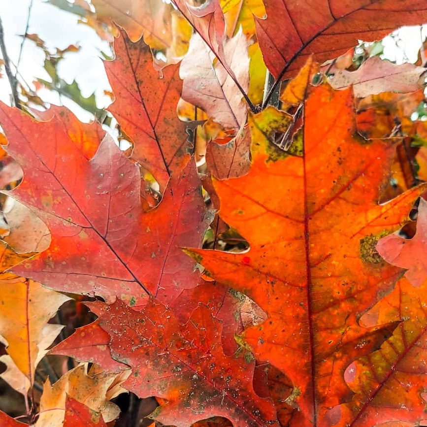 Quercus rubra - Rödek