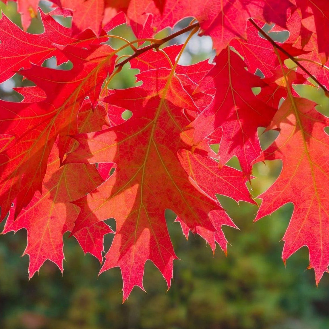 Quercus rubra - Rödek
