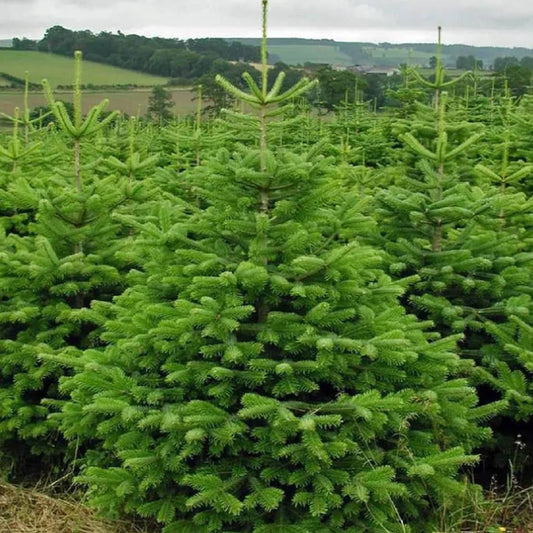 Abies nordmanniana - Kaukasianpihta