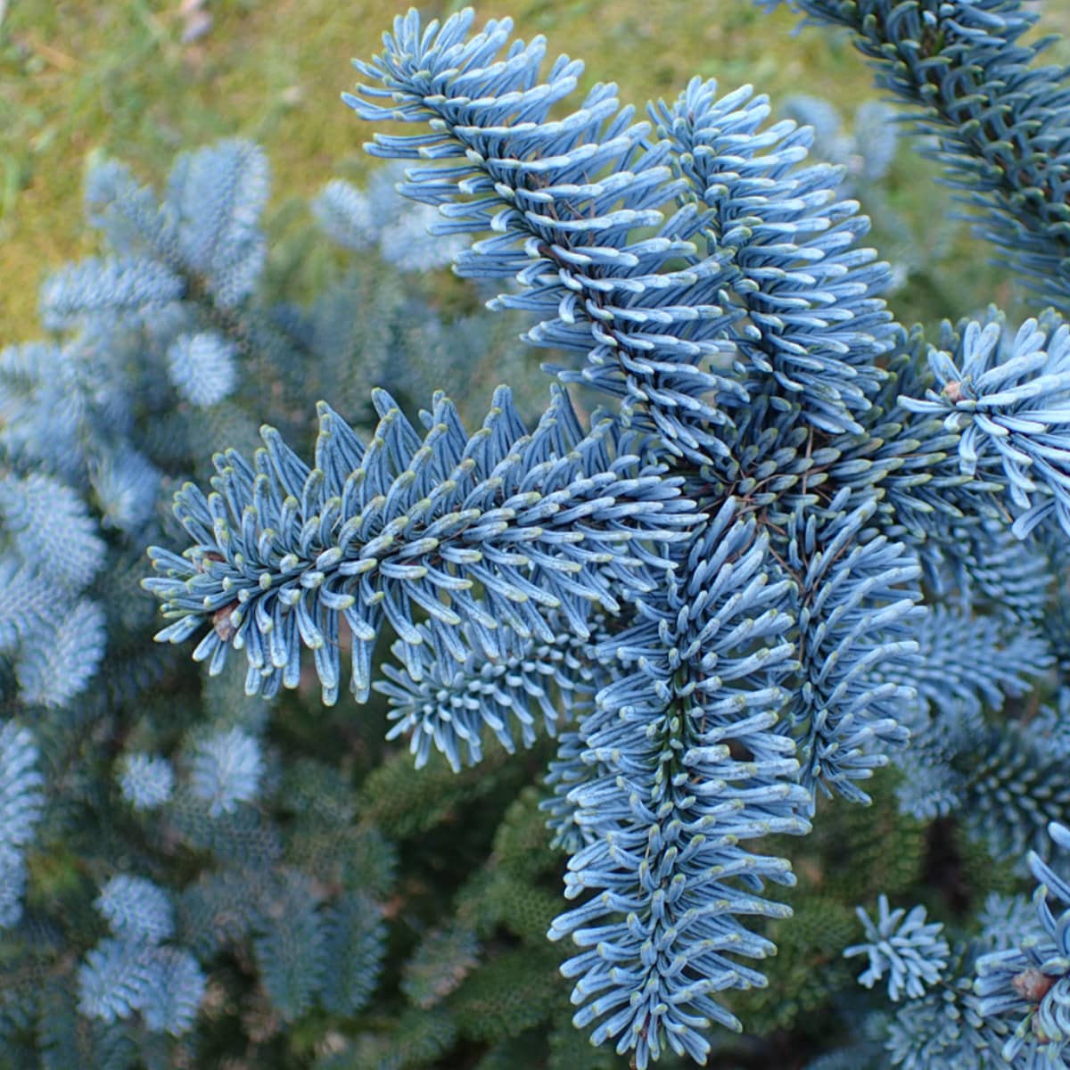Abies procera 'Glauca' - Aitopihta, Jalopihta (Kuningaspihta)
