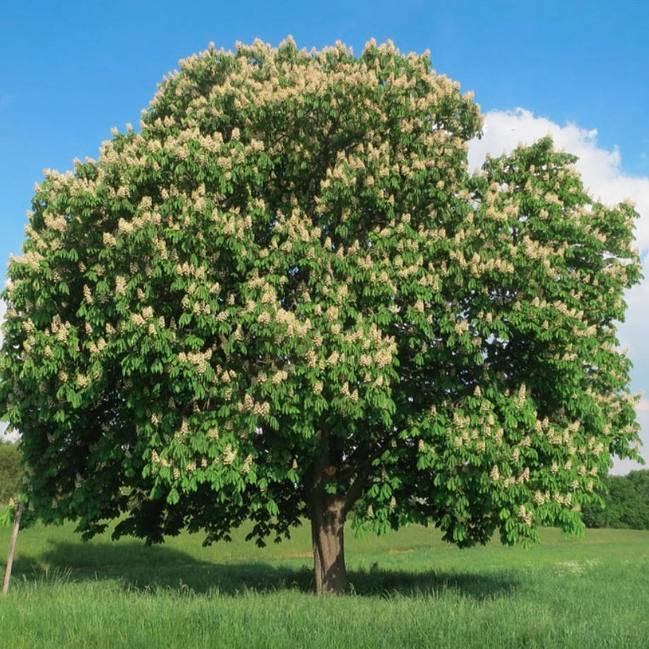 Aesculus hippocastanum - Hevoskastanja