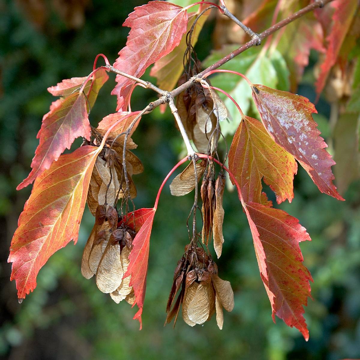 Acer tataricum 'Ginnala Fire' - Tataarivaahtera, pikkuvaahtera