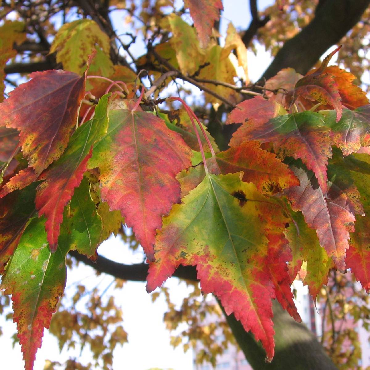 Acer tataricum 'Ginnala Fire' - Tataarivaahtera, pikkuvaahtera