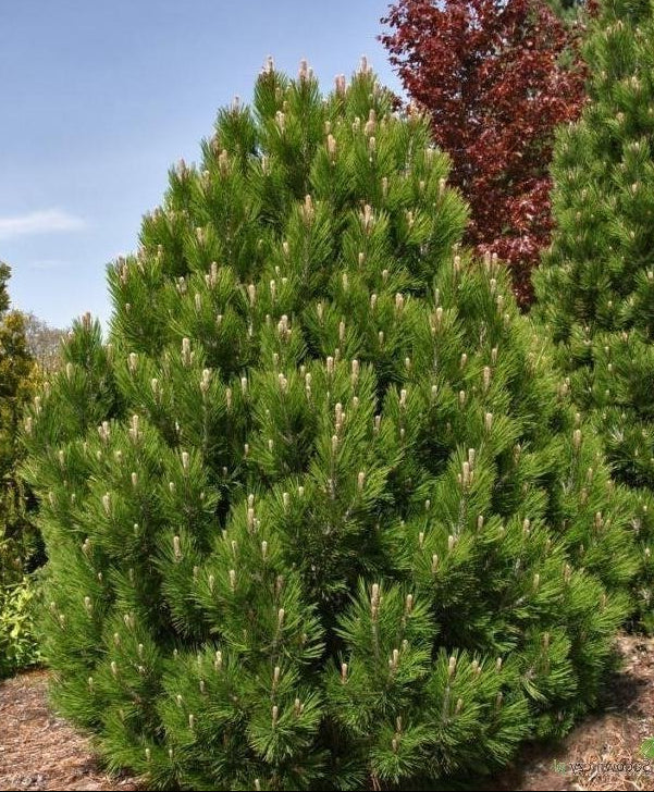 PINUS HELDREICHII (LEUCODERMIS) - Bosnianmänty