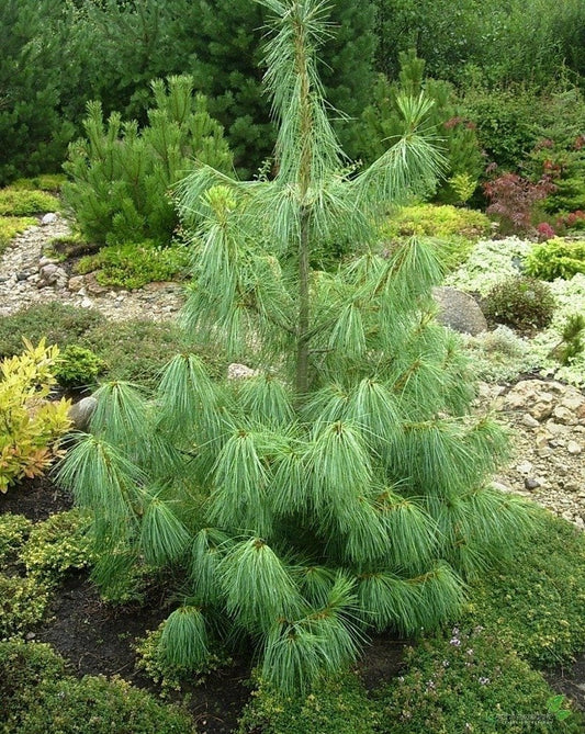 Pinus Griffithii Wallichiana - Kyynelmänty / Himalajanmänty