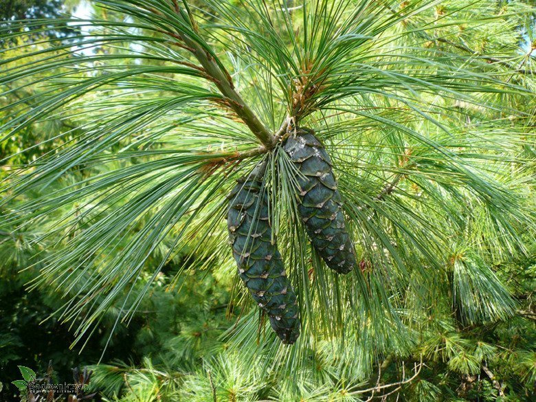 Pinus Griffithii Wallichiana - Kyynelmänty / Himalajanmänty
