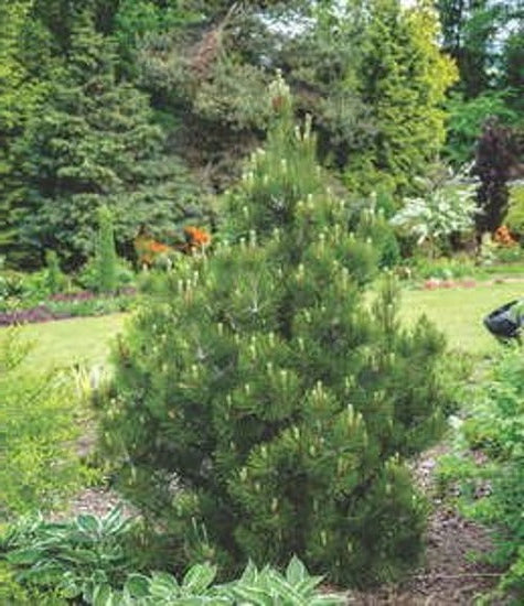 Pinus Nigra 'Nana' - Kääpiömustamänty