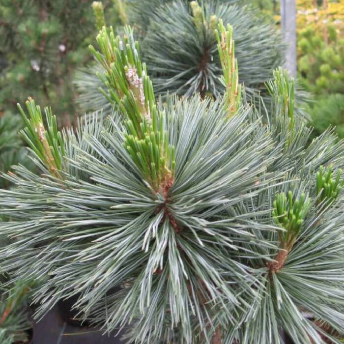 Pinus Flexilis 'Vanderwolf's Pyramid' - Kalliovuortensembra