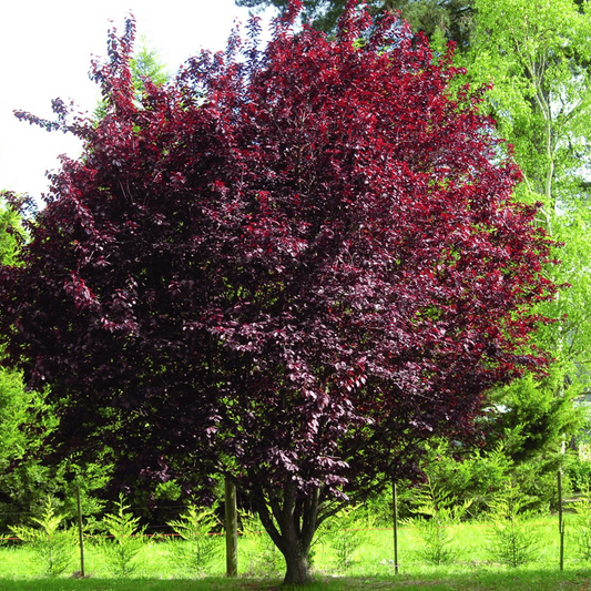 Prunus cerasifera 'Pissardii Nigra' - Hurmeluumu