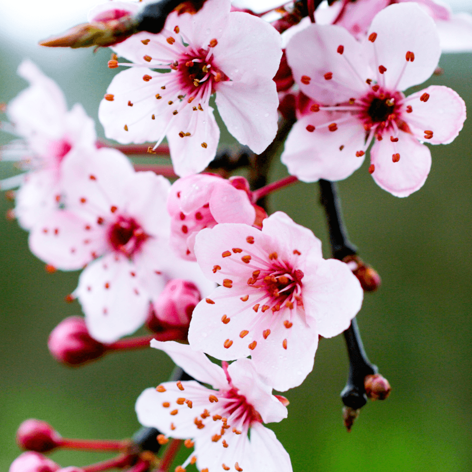 Prunus cerasifera 'Pissardii Nigra' - Hurmeluumu