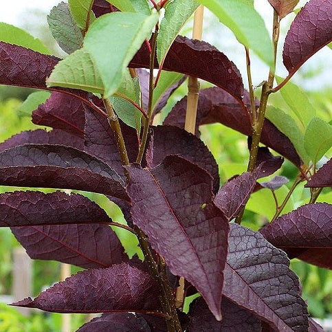 Prunus virginiana 'Canada Red' - Rusotuomi (Suomalainen taimi)