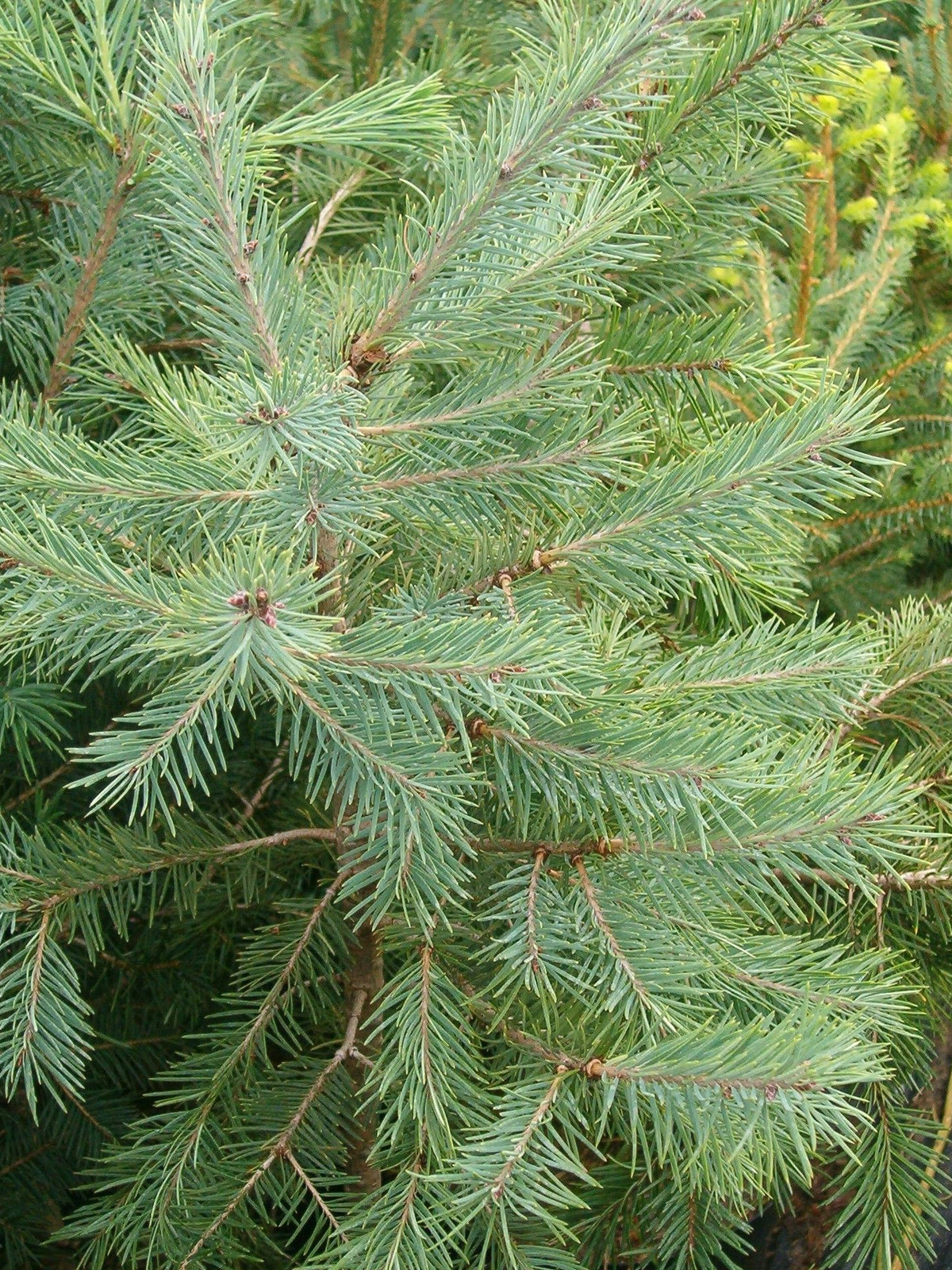 Pseudotsuga menziesii 'Glauca' - Harmaadouglaskuusi