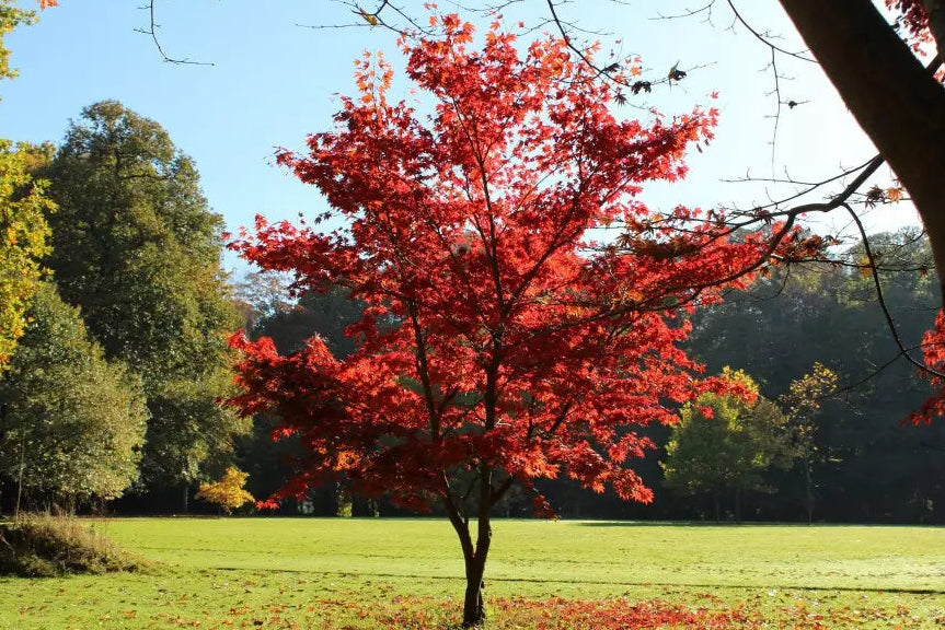 Acer Palmatum 'Atropurpureum' - Japaninverivaahtera