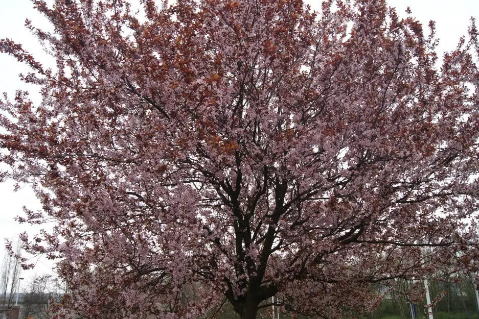Prunus cerasifera 'Pissardii Nigra' - Hurmeluumu