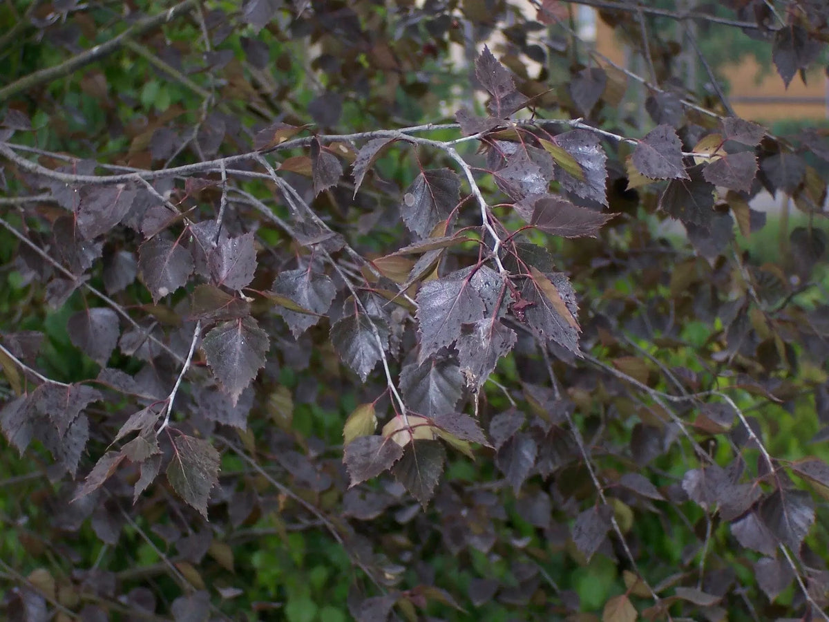 Betula Pendula 'Royal Frost' - Purppurakoivu / Rauduskoivun punalehtinen muoto