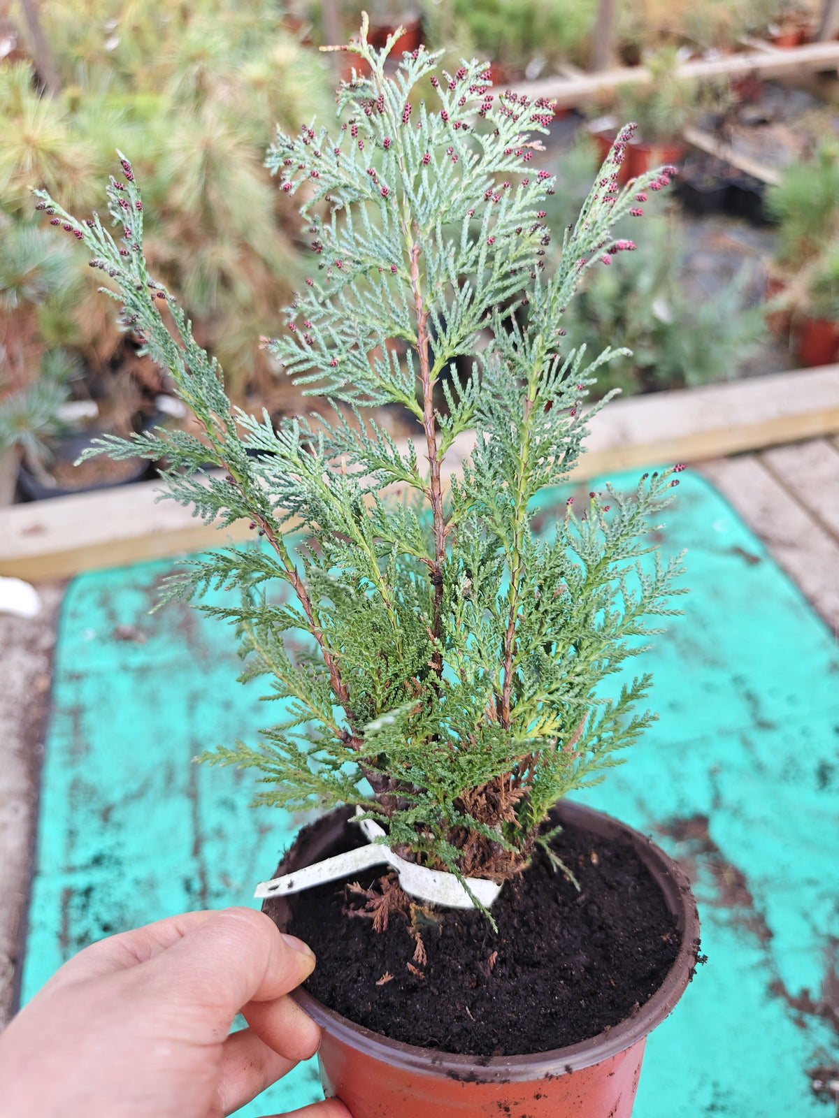 Chamaecyparis lawsoniana 'Columnaris' - Lawsoninsypressi / Valesypressi