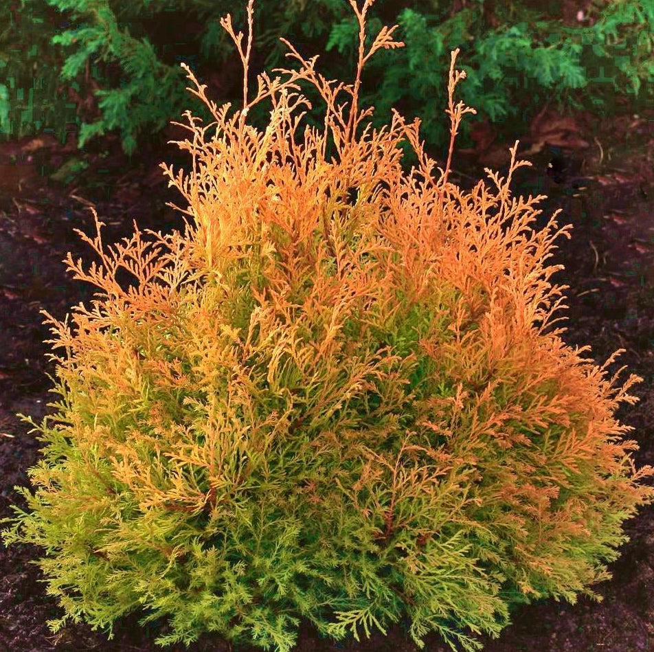 Thuja occidentalis ’Rheingold’ - Kultatuija