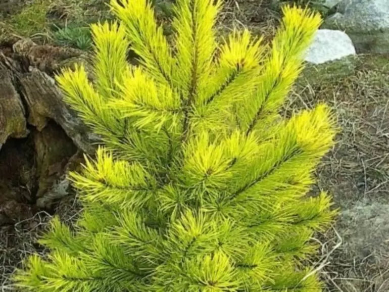 Pinus sylvestris 'Aurea' - Mänty