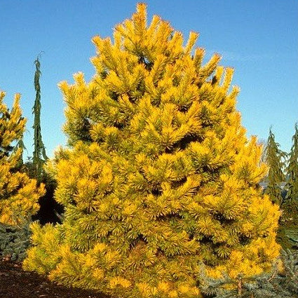 Pinus sylvestris 'Aurea' - Mänty