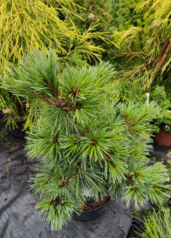 Pinus strobus "Blue Shag" - Strobus pine 
