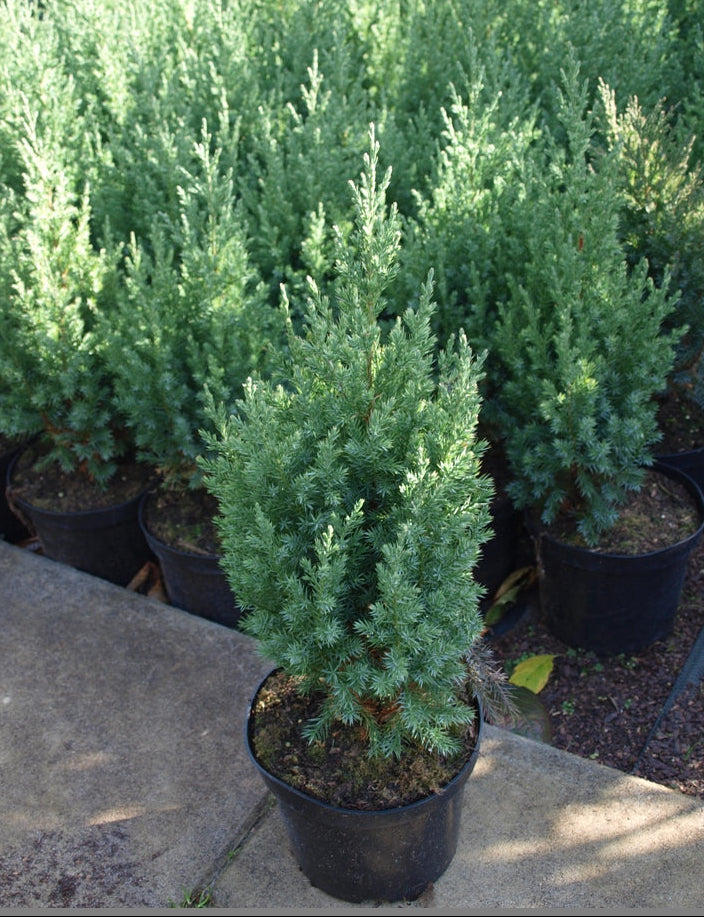Juniperus Chinensis 'Stricta' - Kiinankataja