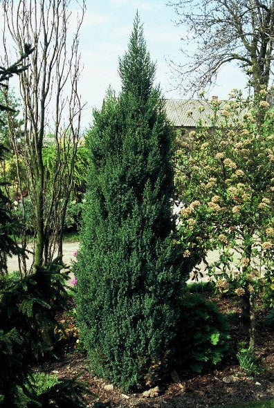 Juniperus Chinensis 'Stricta' - Kiinankataja