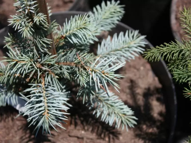 Picea pungens 'Omega' - Sinikuusi