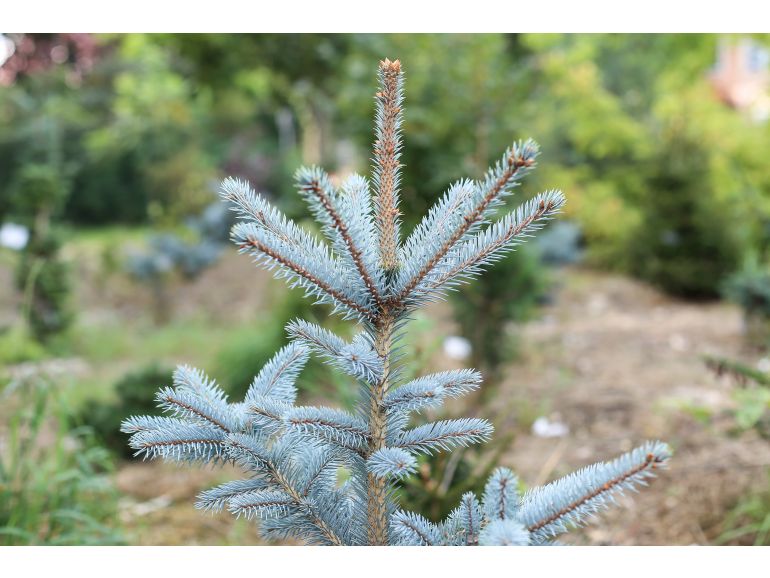 Picea pungens 'Omega' - Sinikuusi