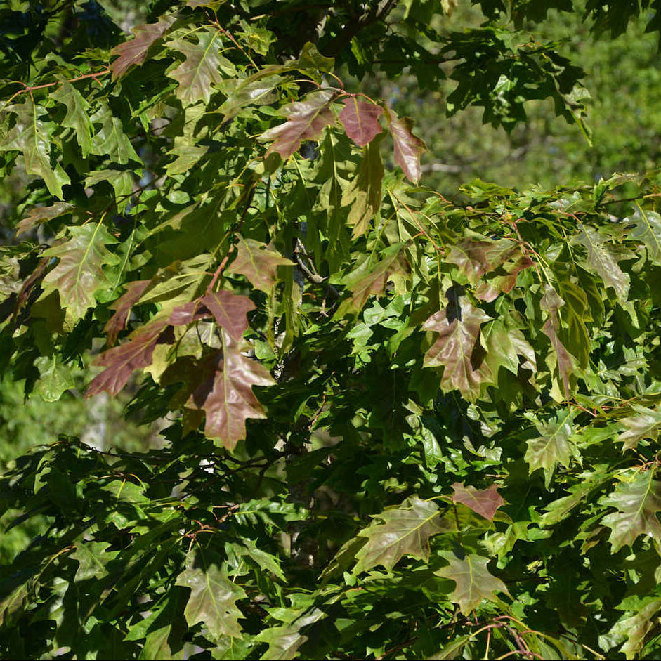 Quercus rubra - Rödek