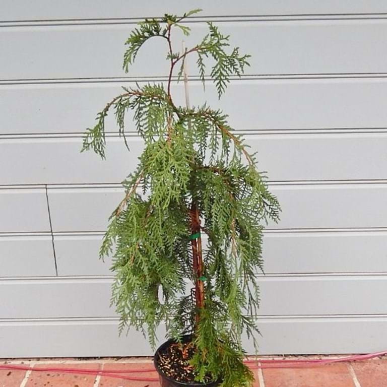 Thuja occidentalis 'Pendula' - Riippatuija