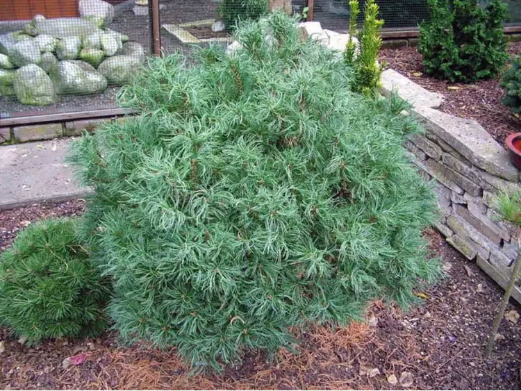 Pinus strobus 'Green Twist' - Kääpiöstrobusmänty