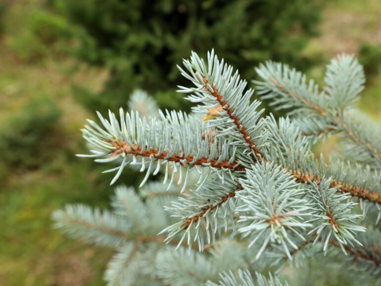 Picea pungens 'Omega' - Sinikuusi