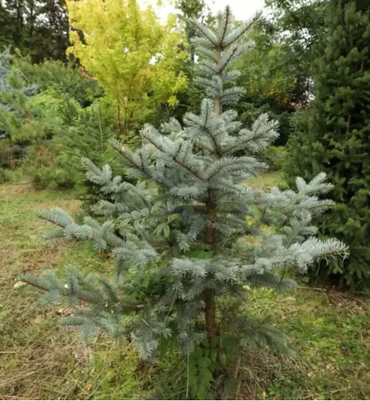 Picea pungens 'Omega' - Sinikuusi