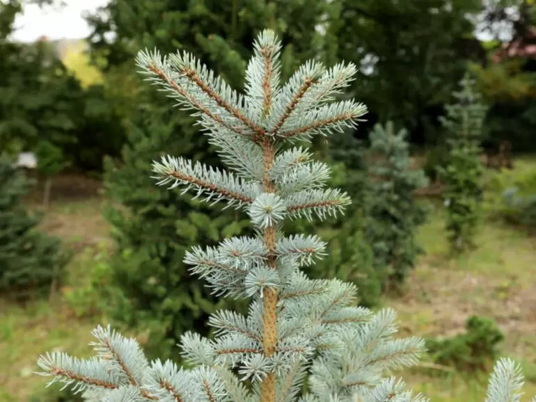 Picea pungens 'Omega' - Sinikuusi